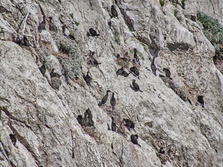 Sea cormorants