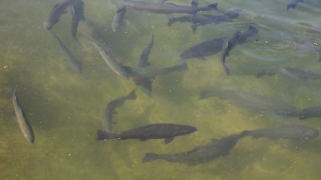 Many trout swimming in a pond