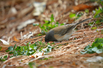 Colorful wild bird from New Mexico on fallen pine tree needles