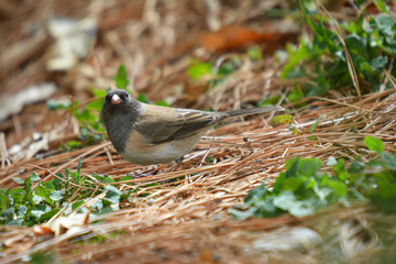 Colorful wild bird from New Mexico on fallen pine tree needles