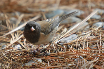 Colorful wild bird from New Mexico on fallen pine tree needles