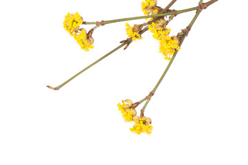 Yellow spring branch