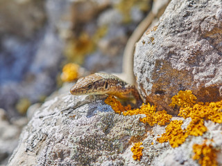 rock Lizard