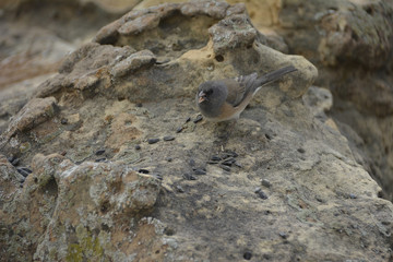Southwest USA Beautiful Dark-eyed Junco  is a medium-sized sparrow with a rounded head a short, stout bill and a fairly long, conspicuous tail.