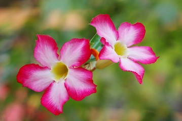 beautiful pink flower on blur nature bokeh pastel background 
