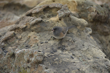 Southwest USA Beautiful Dark-eyed Junco  is a medium-sized sparrow with a rounded head a short, stout bill and a fairly long, conspicuous tail.