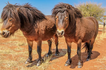 Two ponies in the Kalahari desert , Namibia on dry season.