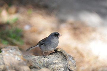 Southwest USA Beautiful Dark-eyed Junco  is a medium-sized sparrow with a rounded head a short, stout bill and a fairly long, conspicuous tail.