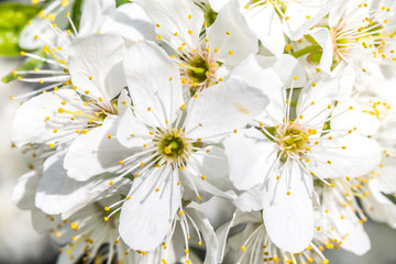 Mayflower flower(Cherry blossom) close-up spring time