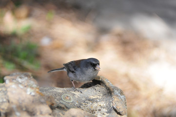 Southwest USA Beautiful Dark-eyed Junco  is a medium-sized sparrow with a rounded head a short, stout bill and a fairly long, conspicuous tail.
