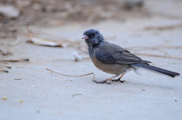 Southwest USA Beautiful Dark-eyed Junco  is a medium-sized sparrow with a rounded head a short, stout bill and a fairly long, conspicuous tail.