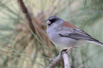 Southwest USA Beautiful Dark-eyed Junco  is a medium-sized sparrow with a rounded head a short, stout bill and a fairly long, conspicuous tail.