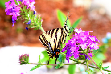Swallowtail butterfly Papilio machaon feeding on flower 