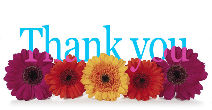 Fototapeta Saying Thank you with Flowers - five dahlia heads facing forwards laid in a neat row with the word 'Thank you' in turquoise blue emerging from the top in a wide banner isolated on a white background 