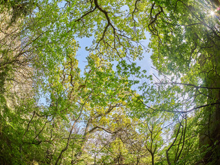 trees from the bottom up