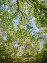 trees from the bottom up
