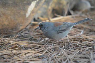 Southwest USA Beautiful Dark-eyed Junco  is a medium-sized sparrow with a rounded head a short, stout bill and a fairly long, conspicuous tail.