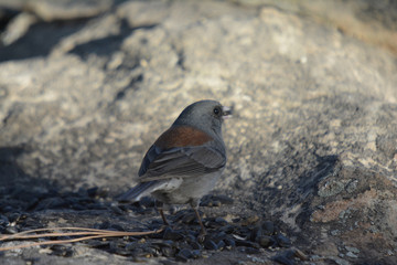 Southwest USA Beautiful Dark-eyed Junco  is a medium-sized sparrow with a rounded head a short, stout bill and a fairly long, conspicuous tail.