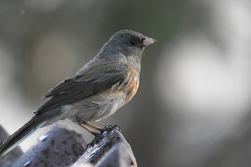 Southwest USA Beautiful Dark-eyed Junco  is a medium-sized sparrow with a rounded head a short, stout bill and a fairly long, conspicuous tail.