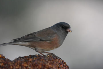 Obraz premium Southwest USA Beautiful Dark-eyed Junco is a medium-sized sparrow with a rounded head a short, stout bill and a fairly long, conspicuous tail.