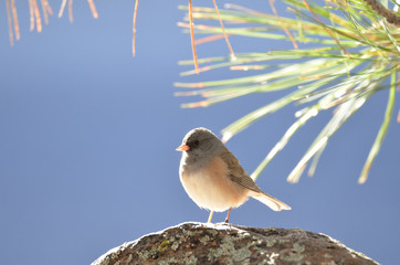 Southwest USA Beautiful Dark-eyed Junco  is a medium-sized sparrow with a rounded head a short, stout bill and a fairly long, conspicuous tail.