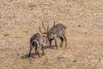 Waterbuck in Kruger National park, South Africa