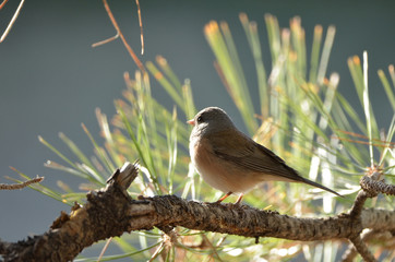 Southwest USA Beautiful Dark-eyed Junco  is a medium-sized sparrow with a rounded head a short, stout bill and a fairly long, conspicuous tail.
