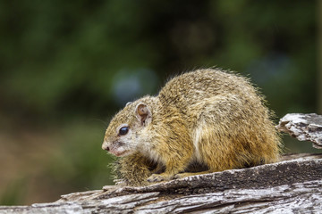Smith’s bush squirrel in Kruger National park, South Africa