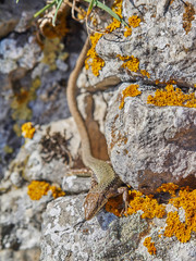 rock Lizard