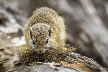 Naklejka na ściany i meble Smith’s bush squirrel in Kruger National park, South Africa
