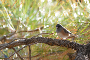 Southwest USA Beautiful Dark-eyed Junco  is a medium-sized sparrow with a rounded head a short, stout bill and a fairly long, conspicuous tail.