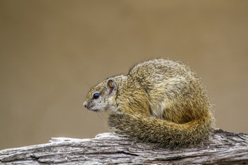 Smith’s bush squirrel in Kruger National park, South Africa