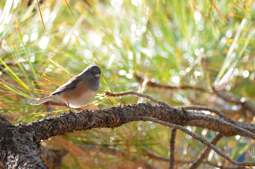 Southwest USA Beautiful Dark-eyed Junco  is a medium-sized sparrow with a rounded head a short, stout bill and a fairly long, conspicuous tail.