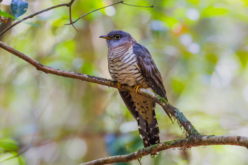 Close up of Himalayan Cuckoo(Cuculus saturatus) 