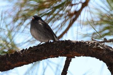 Southwest USA Beautiful Dark-eyed Junco  is a medium-sized sparrow with a rounded head a short, stout bill and a fairly long, conspicuous tail.
