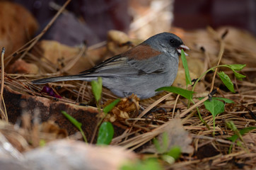Southwest USA Beautiful Dark-eyed Junco  is a medium-sized sparrow with a rounded head a short, stout bill and a fairly long, conspicuous tail.