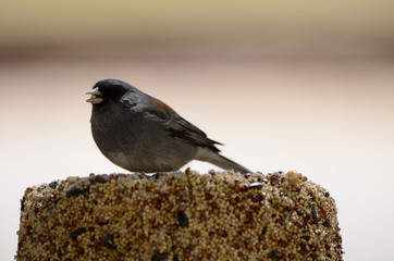 Southwest USA Beautiful Dark-eyed Junco  is a medium-sized sparrow with a rounded head a short, stout bill and a fairly long, conspicuous tail.