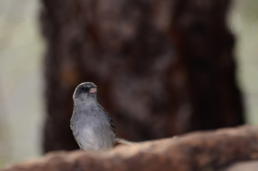 Southwest USA Beautiful Dark-eyed Junco  is a medium-sized sparrow with a rounded head a short, stout bill and a fairly long, conspicuous tail.