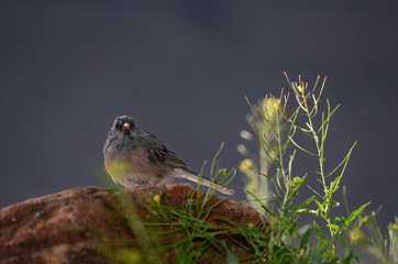 Southwest USA Beautiful Dark-eyed Junco  is a medium-sized sparrow with a rounded head a short, stout bill and a fairly long, conspicuous tail.