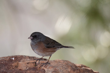 Southwest USA Beautiful Dark-eyed Junco  is a medium-sized sparrow with a rounded head a short, stout bill and a fairly long, conspicuous tail.