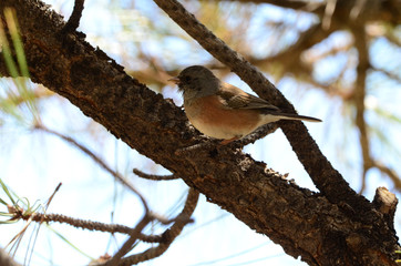 Southwest USA Beautiful Dark-eyed Junco  is a medium-sized sparrow with a rounded head a short, stout bill and a fairly long, conspicuous tail.