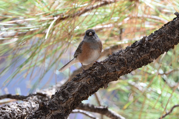 Southwest USA Beautiful Dark-eyed Junco  is a medium-sized sparrow with a rounded head a short, stout bill and a fairly long, conspicuous tail.