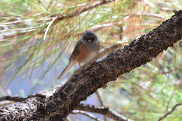 Southwest USA Beautiful Dark-eyed Junco  is a medium-sized sparrow with a rounded head a short, stout bill and a fairly long, conspicuous tail.