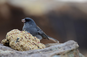 Southwest USA Beautiful Dark-eyed Junco  is a medium-sized sparrow with a rounded head a short, stout bill and a fairly long, conspicuous tail.