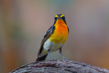 Narcissus flycatcher(Ficedula narcissina)  on the wood 