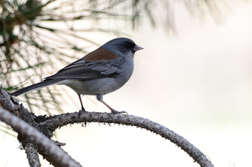 Southwest USA Beautiful Dark-eyed Junco  is a medium-sized sparrow with a rounded head a short, stout bill and a fairly long, conspicuous tail.
