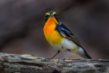 Narcissus flycatcher(Ficedula narcissina)  on the wood 