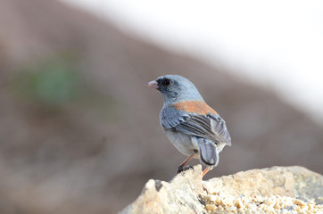 Southwest USA Beautiful Dark-eyed Junco  is a medium-sized sparrow with a rounded head a short, stout bill and a fairly long, conspicuous tail.