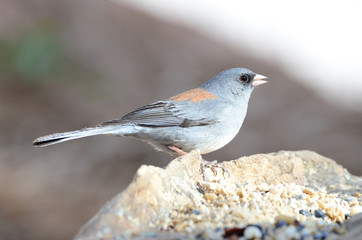 Southwest USA Beautiful Dark-eyed Junco  is a medium-sized sparrow with a rounded head a short, stout bill and a fairly long, conspicuous tail.