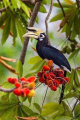 Portrait of Oriental pied hornbill(Anthracoceros albirostris) 